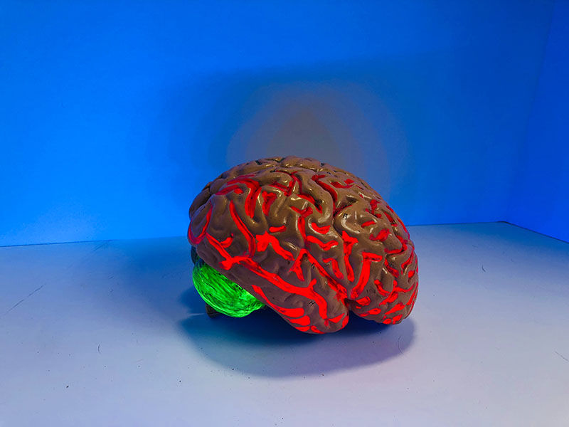 model of brain